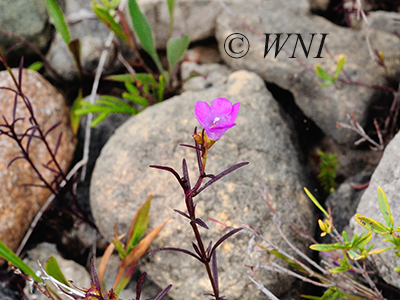 Small-flowered False Foxglove (Agalinis paupercula)